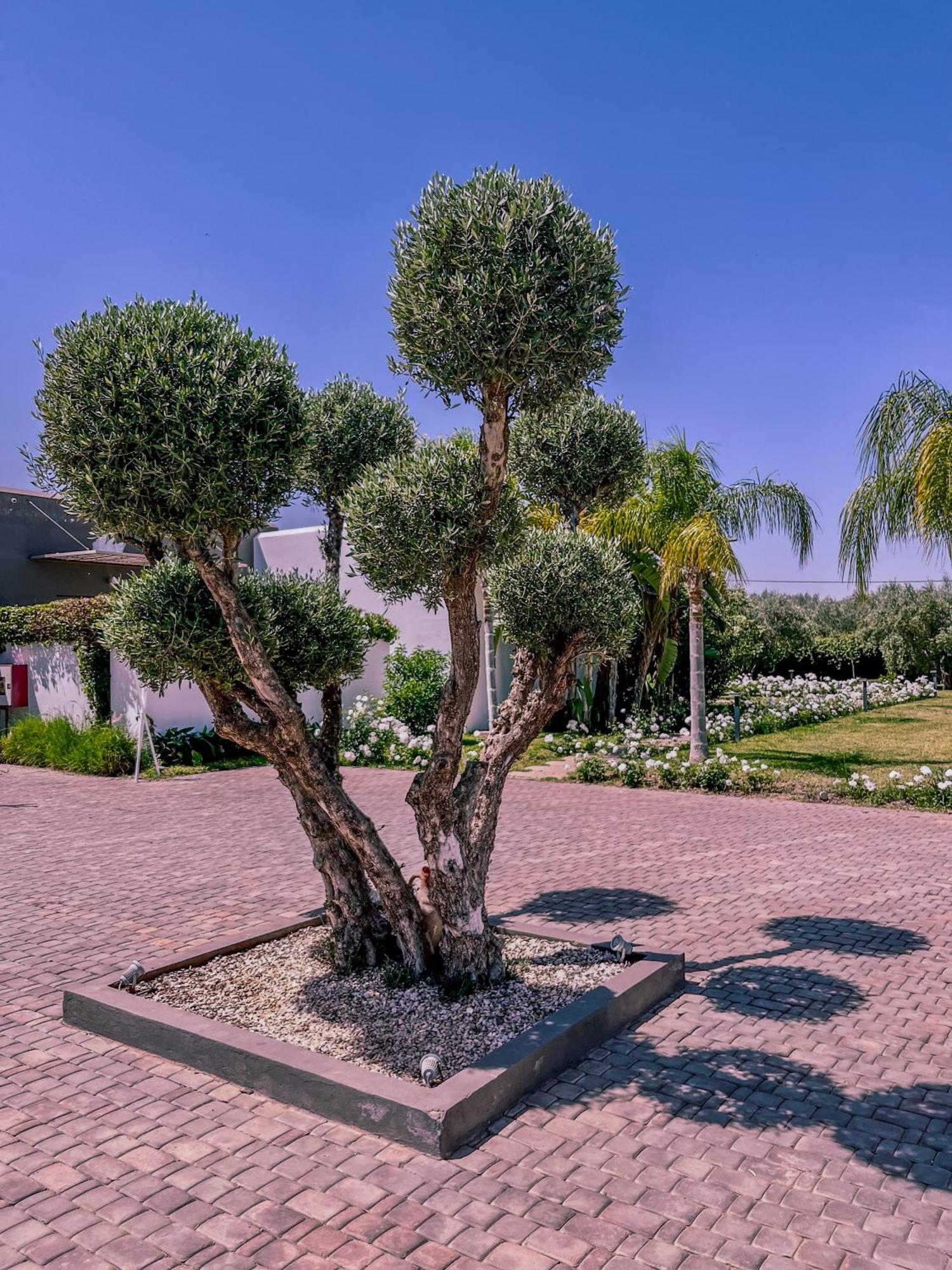 Villa Jardins D'Isa Lagouassem Екстер'єр фото